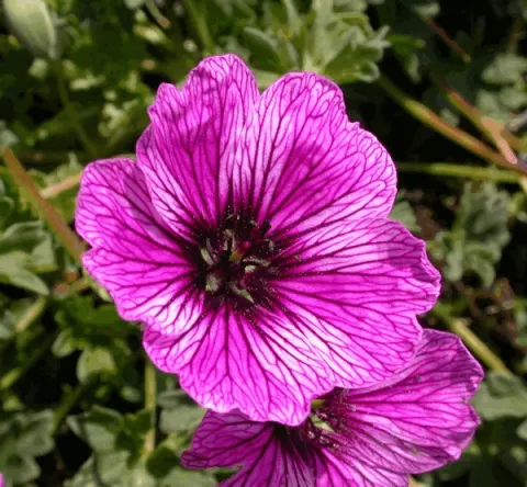Geranium cinereum 'Laurence Flatman'