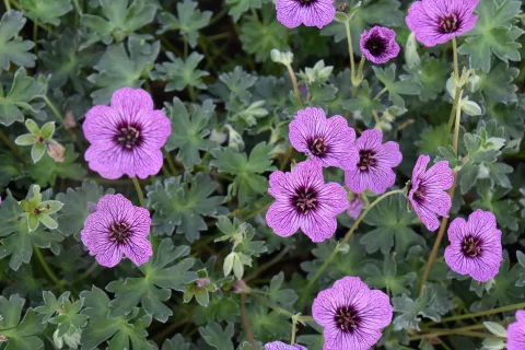 Geranium cinereum 'Laurence Flatman'