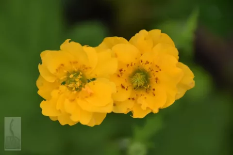 Geum chil. 'Lady Stratheden'