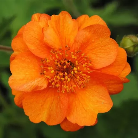 Geum 'Prinses Juliana'