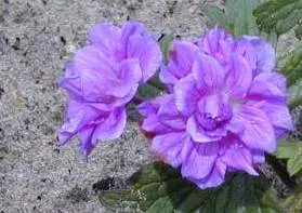Geranium himalayense 'Plenum'