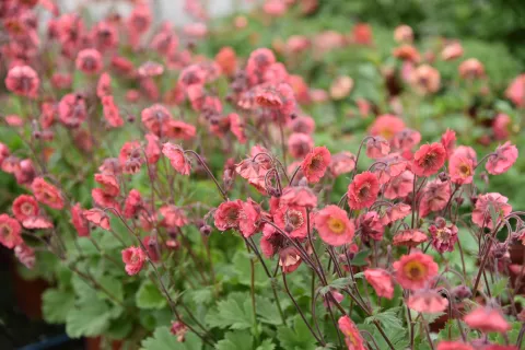 Geum 'Pink Petticoats'