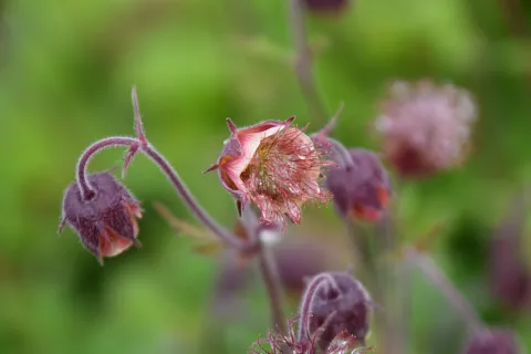 Geum rivale