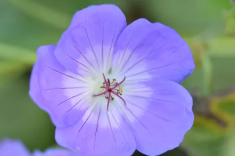 Geranium hybr. 'Rozanne'