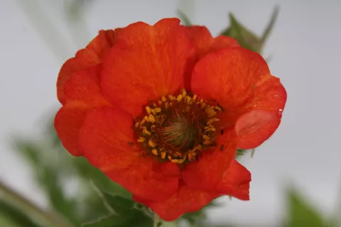 Geum 'Scarlet Tempest'