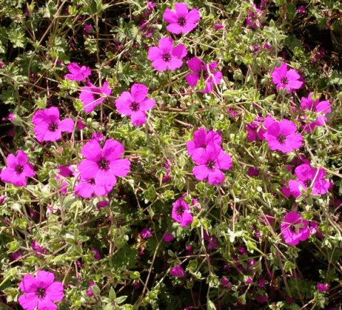 Geranium cinereum var. subcaulescens