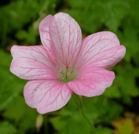 Geranium endr. 'Wargrave Pink'