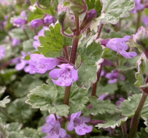 Glechoma hederacea 'Variegata'
