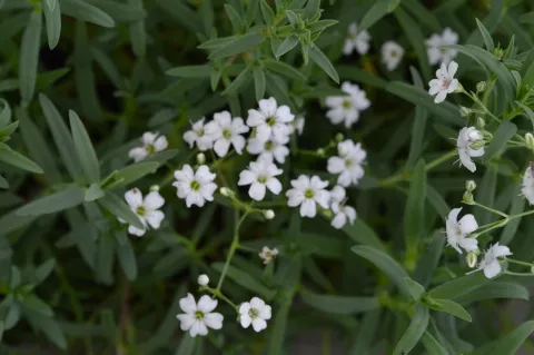 Gypsophila rep. 'Alba'