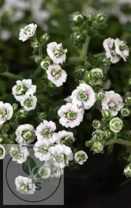 Gypsophila cer. 'Plena'
