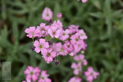 Gypsophila rep. 'Rosea'