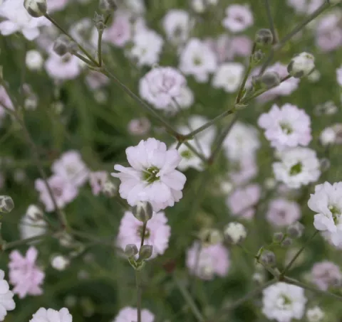 Gypsophila 'Rosenschleier'