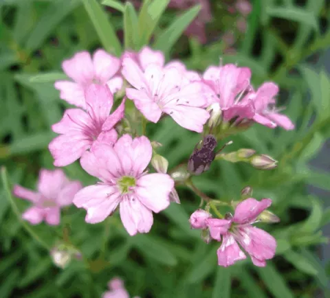 Gypsophila rep. 'Rosa Schoenheit'