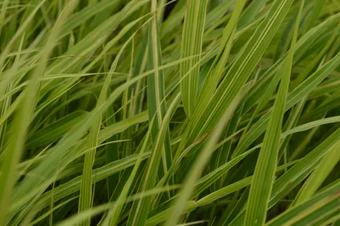 Hakonechloa macra 'Albostriata'