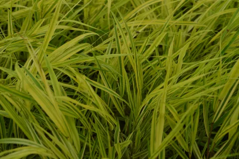 Hakonechloa macra 'Aureola'
