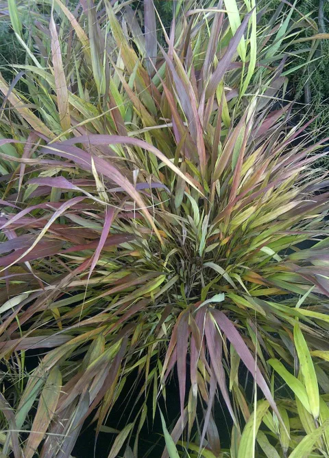Hakonechloa macra 'Beni-kaze'