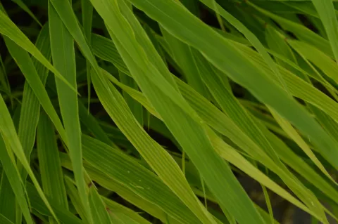 Hakonechloa macra 'Nicolas'