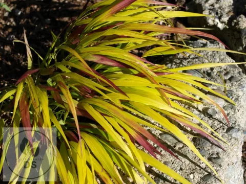 Hakonechloa macra 'Sunflare'