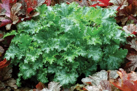Heuchera 'Apple Crisp'