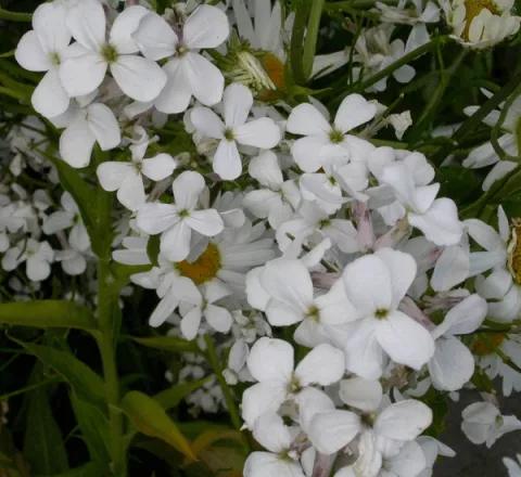 Hesperis matronalis 'Alba'