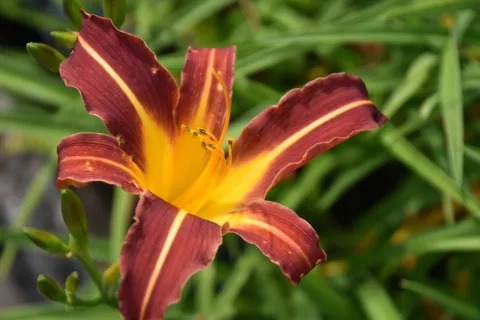 Hemerocallis 'Autumn Red'