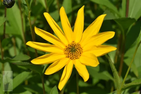 Helianthus atrorubens