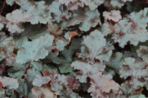 Heuchera 'Black Beauty'