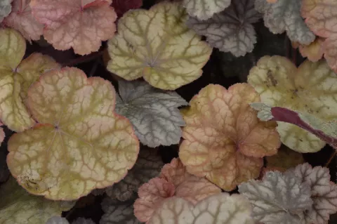 Heuchera 'Beaujolais'