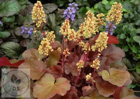 Heuchera 'Blondie' PBR