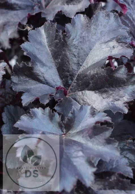 Heuchera 'Black Pearl'