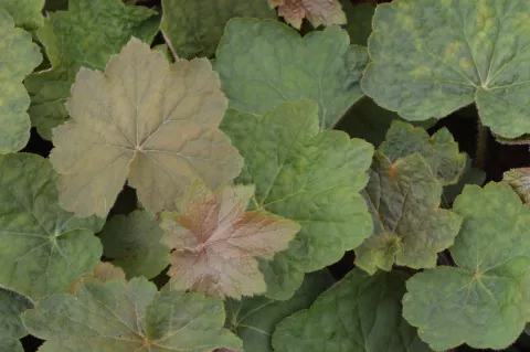 Heuchera 'Brownies'