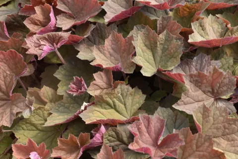 Heuchera 'Brownies'