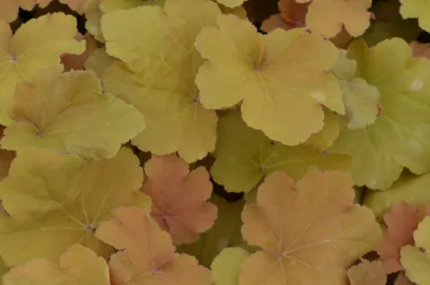 Heuchera 'Caramel'