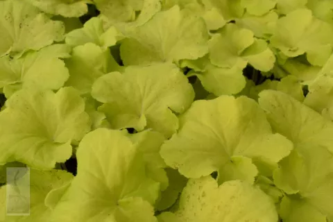 Heuchera 'Citronelle'