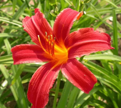 Hemerocallis 'Crimson Pirate'