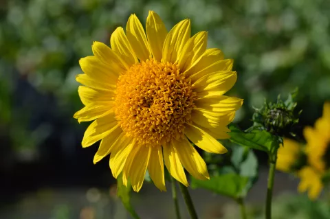 Helianthus dec. 'Capenoch Star'