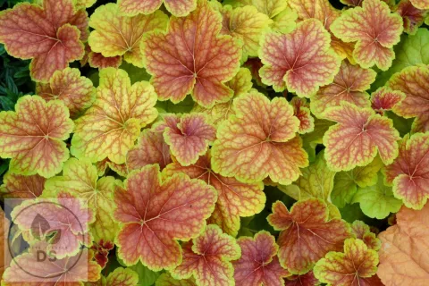 Heuchera 'Delta Dawn'