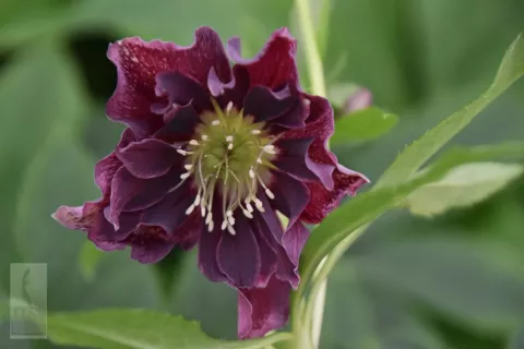 Helleborus or. 'Double Ellen Purple'