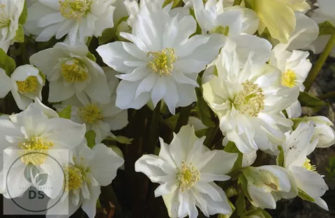 Helleborus niger 'Double Fashion'