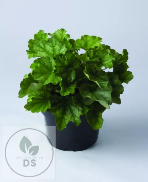 Heuchera am. 'Dale's Strain'