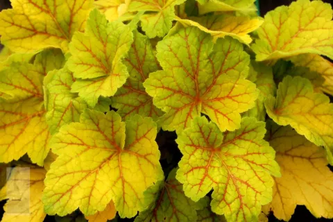 Heuchera 'Electra'