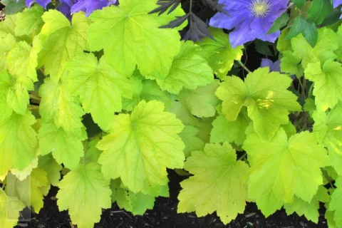 Heuchera 'Electric Lime'
