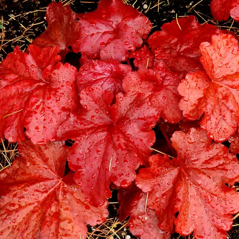 Heuchera 'Fire Alarm'