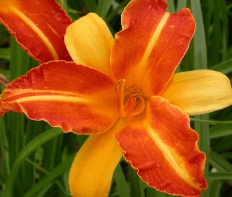 Hemerocallis 'Frans Hals'