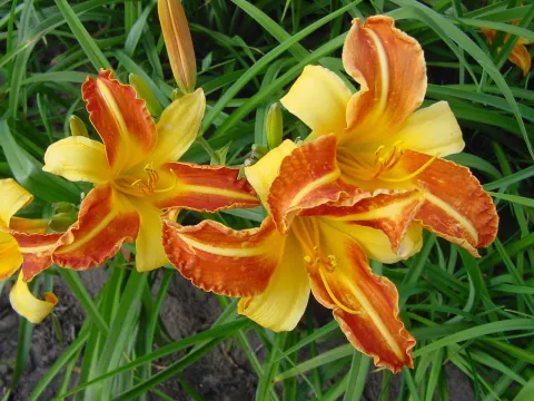 Hemerocallis 'Frans Hals'
