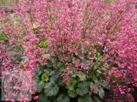 Heuchera 'Flower Power'