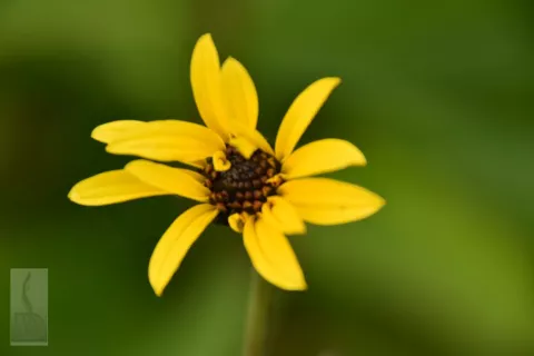 Helianthus atrorubens 'Giganteus'
