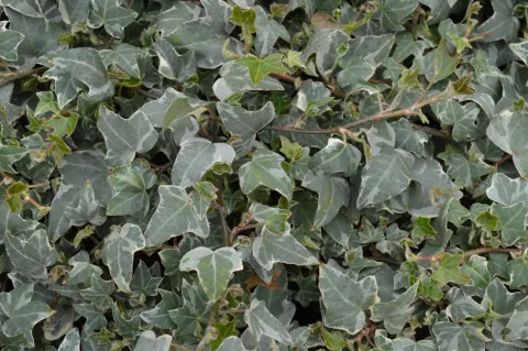 Hedera helix 'Glacier'