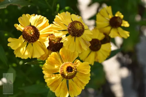 Helenium hybr. 'Goldrausch'