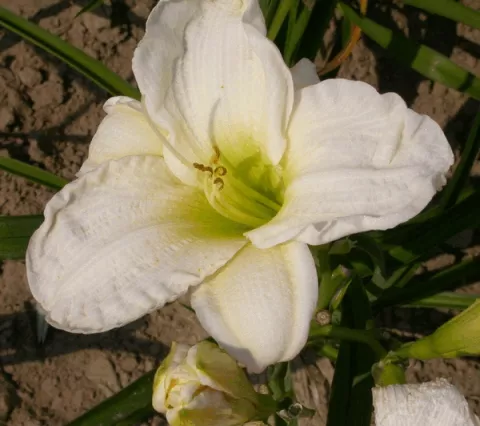 Hemerocallis 'Gentle Shepherd'